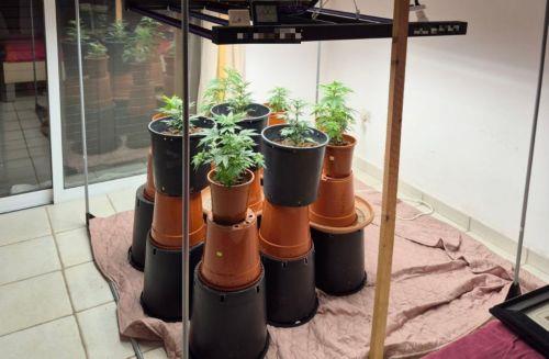 Στο κελί για έξι ημέρες ο ηλικιωμένος 81 ετών για φυτά κάνναβης και ποσότητα κάνναβης