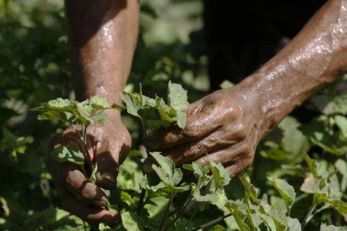 Απόσυρση αλεσμένου δυόσμου, δεν αναγράφεται στη συσκευασία ότι περιέχει σέλινο