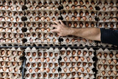 Ετήσια αύξηση αυγών εκκόλαψης για κρεατοπαραγωγή κατά 16,7% τον Ιούνιο