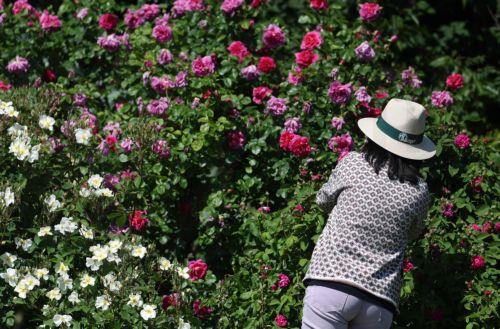 Με καρναβαλίστικη παρέλαση κορυφώθηκε το Φεστιβάλ Ρόδου στο Καζανλάκ