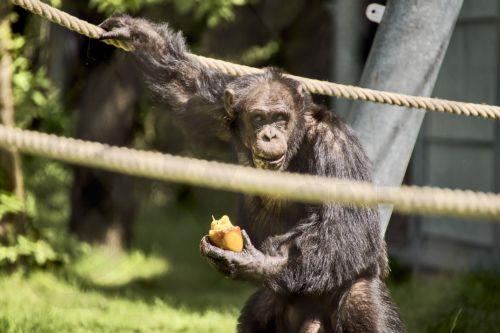 Η φαντασία δεν είναι μόνο για τους ανθρώπους, δείχνει έρευνα με πίθηκο