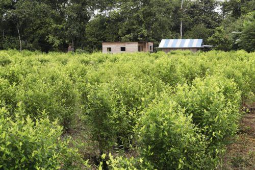 Η Κολομβία επανήρχισε τους αεροψεκασμούς με γλυφοσάτη κατά κόκας