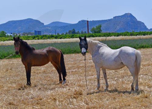 Διοργανώνονται την Τρίτη οι Παγκύπριοι Αγώνες Ιππασίας των Special Olympics Cyprus