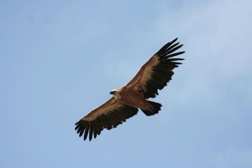 Η προστασία βιοποικιλότητας προϋπόθεση για βιώσιμο μέλλον, λέει το Τμήμα Δασών