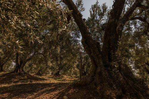 Η ΟΥΝΦΙΚΥΠ συμμετέχει στο έργο LIFE-AgrOassis με δενδροφύτευση στο Μαζωτό