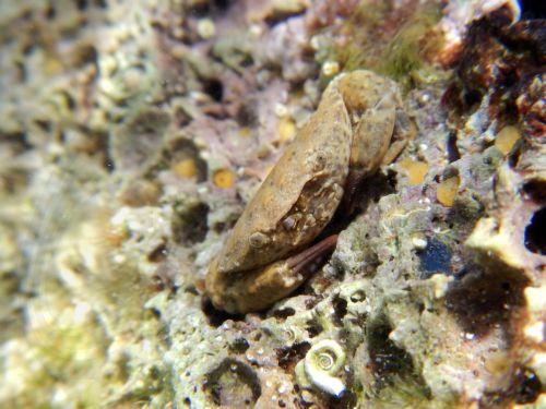 Focus on Mediterranean Marine Ecosystem Protection by UCY Oceanography Centre
