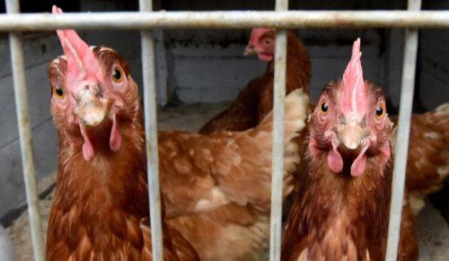Ετήσια μείωση 32% και μηνιαία μείωση 60% στα πουλερικά αυγοπαραγωγής τον Ιούλιο