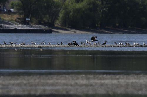 Η φωτορύπανση κάνει τα πουλιά να κελαηδούν μια ώρα περισσότερο, δείχνει έρευνα