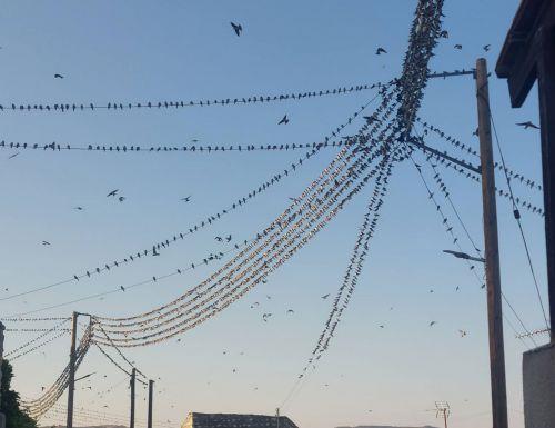 Τα σμήνη χελιδονιών επέστρεψαν και φέτος στα Μέσανα