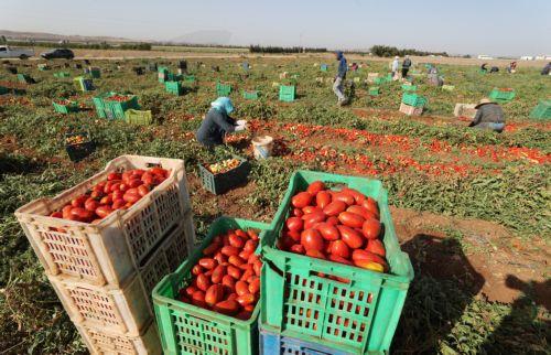 Διευκολύνει καταβολή ψηλότερων προκαταβολών σε γεωργούς η Κομισιόν