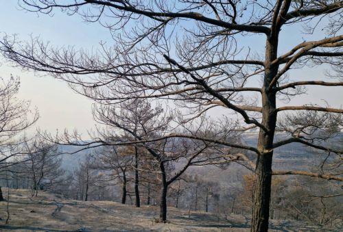 Η Περιβαλλοντική Κίνηση καλεί την Κυβέρνηση να επενδύσει σε μέσα πυρόσβεσης