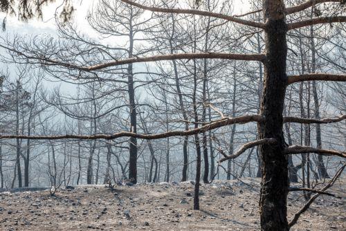 Πάνω από 500 αιτήσεις επαναδραστηριοποίησης στις πυρόπληκτες περιοχές, λέει η Υπ. Γεωργίας