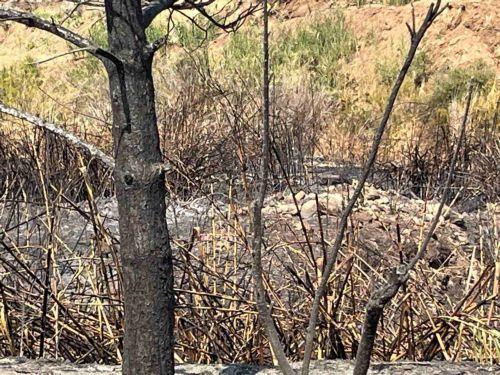 Το ενδεχόμενο η πυρκαγιά να τέθηκε κακόβουλα, ερευνά η Αστυνομία