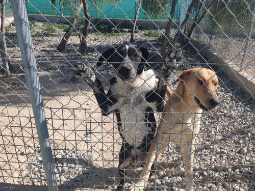 Θα προχωρήσουν με την καύση νεκρών ζώων, λέει στο ΚΥΠΕ η Επίτροπος Περιβάλλοντος