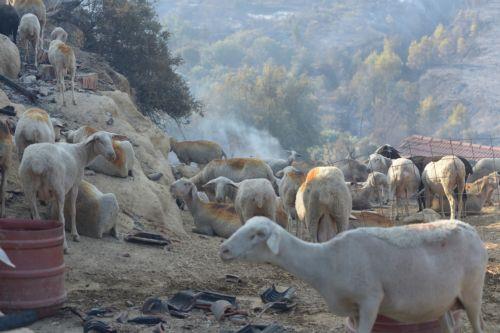 Εμβόλια και κτηνιατρική βοήθεια για αφθώδη πυρετό αποστέλλει η Κομισιόν στην τ/κ κοινότητα