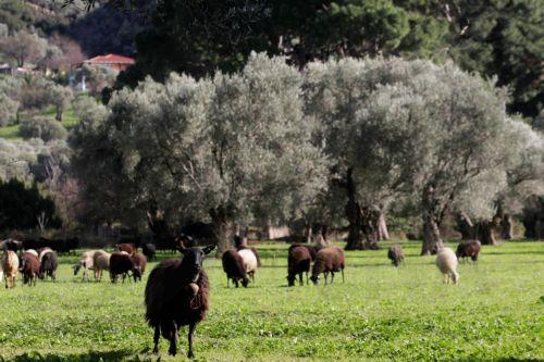 Περιβαλλοντικά ζητήματα αγροτικού τομέα συζήτησαν Επ. Αγροτικών Πληρωμών-Επ. Περιβάλλοντος