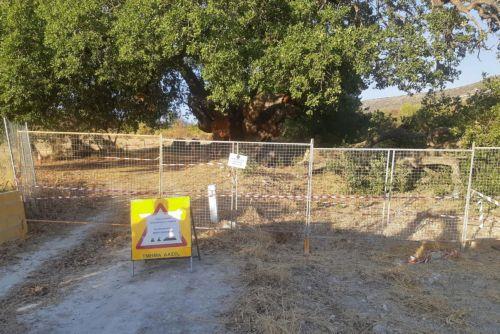 Να μην προσεγγίζει τον δρυ της Λάνειας λόγω κινδύνου τραυματισμού καλεί το κοινό το Τμήμα Δασών