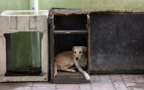 Εμπλοκή όλων για εξεύρεση λύσεων, προκρίνει το Γραφείο Επιτρόπου Ευημερίας Ζώων για καταφύγιο στην Πάφο