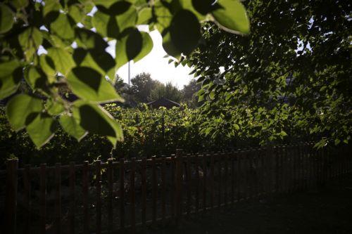 Προκήρυξη δράσης για αποκατάσταση και αναβίωση αμπελουργικής έκτασης