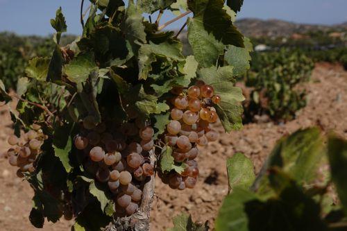 Παράταση έως τις 18 Σεπτεμβρίου για τη δήλωση αποθεμάτων «Οίνων και Γλευκών»