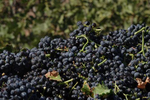 Αποκατάσταση αμπελουργικών εκτάσεων με κονδύλι €2,5 εκ. από Υπ. Γεωργίας