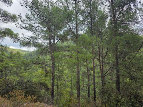 Υπό πλήρη έλεγχο δασική πυρκαγιά στα όρια κοινότητας Λυθροδόντα