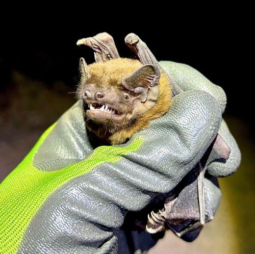 Με φυσικό τρόπο η άφιξη 19 ειδών νυχτερίδων στην Κύπρο, λέει στο ΚΥΠΕ ο δασικός λειτουργός Χάρης Νικολάου