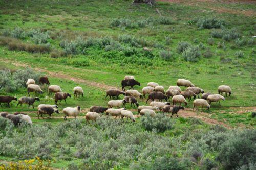 Αγωνία της Επιτροπής Αιγοπροβατοτρόφων για τον αφθώδη πυρετό
