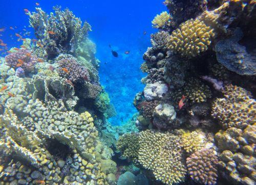 أوشيانا تحث الرئاسة القبرصية للاتحاد الأوروبي على إعطاء أولوية لصحة المحيطات