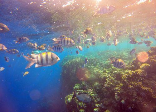 H οργάνωση Oceana καλεί την Κυπριακή Προεδρία να διαμορφώσει στρατηγική για αποκατάσταση ωκεανών