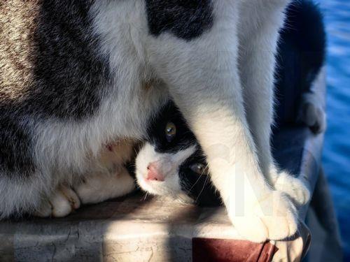 Αμεση διερεύνηση καταγγελιών για εξαφανίσεις γάτων ζητά η Περιβαλλοντική Κίνηση Κύπρου