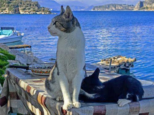 Τρίτη σύλληψη για τον θάνατο γάτου από πυροβόλο όπλο στην Πάφο