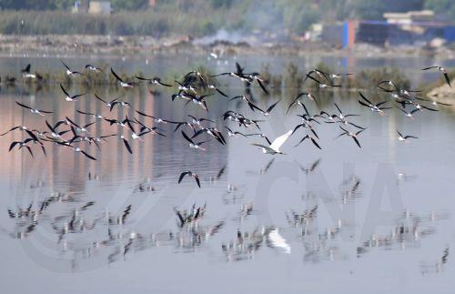 Η Διάσκεψη CMS CoP15 εξετάζει νέα μέτρα προστασίας για μεταναστευτικά είδη άγριας ζωής