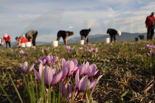 Extensive sustainable agricultural practices in Cyprus, according to report