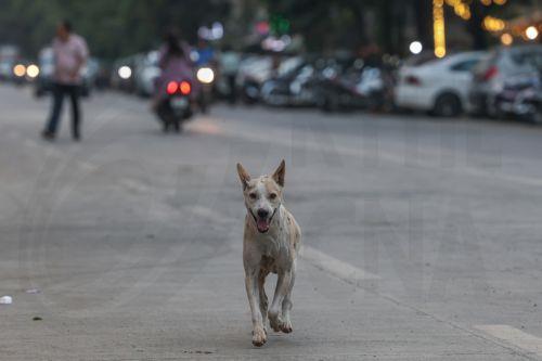 Protestos em Varna: Moradores Exigem Punições Severas Contra Maus-Tratos a Animais!