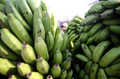 Αγωνία παραγωγών για το μέλλον της μπανανοκαλλιέργειας στην Πάφο