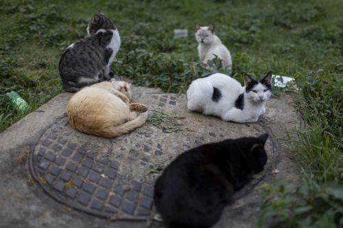 Κουπόνια στείρωσης γάτων από Δήμο Παραλιμνίου