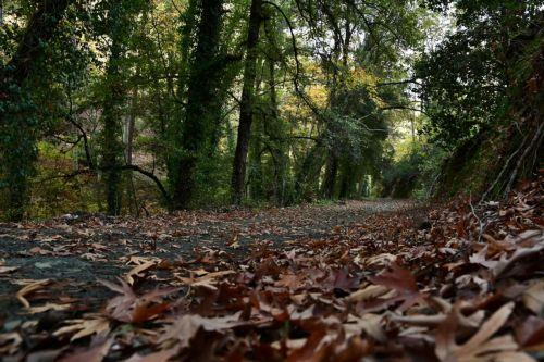 Η προστασία των βουνών της Κύπρου είναι καθήκον όλων μας, λέει το Τμήμα Δασών
