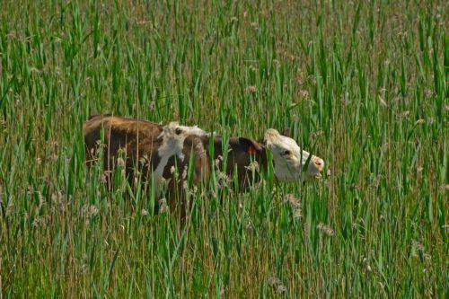 Δεν μεταδίδεται στον άνθρωπο ο αφθώδης πυρετός σημειώνουν οι Κτηνιατρικές Υπηρεσίες