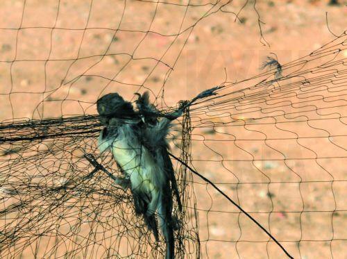 Νεκρά άγρια πτηνά και παράνομα δίκτυα παγίδευσης εντοπίστηκαν σε χωράφι στη Λάρνακα