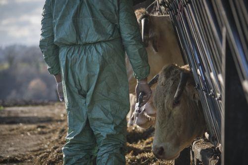 Καραντίνα 21 ημερών στα Λειβάδια λόγω αφθώδους πυρετού, διερευνάται η προέλευση λέει ο Χ.Πίπης