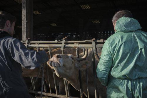 Kıbrısta şap hastalığından etkilenen tüm inekler itlaf edildi yeni vaka yok