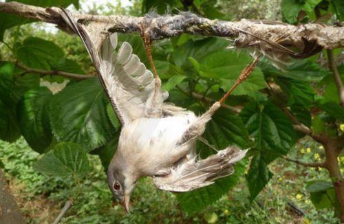 Μείωση παράνομης παγίδευσης πτηνών κατά 98%, 11 περιστατικά από 1/8/25 λένε οι ΒΒ