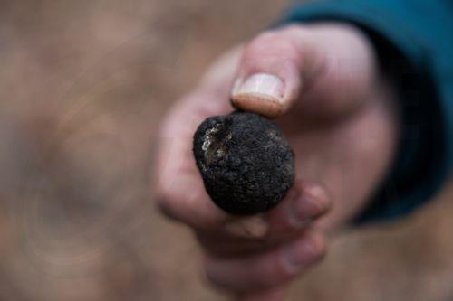 Η έρημος της Τυνησίας που αλλάζει όψη στην εποχή της σπάνιας τρούφας