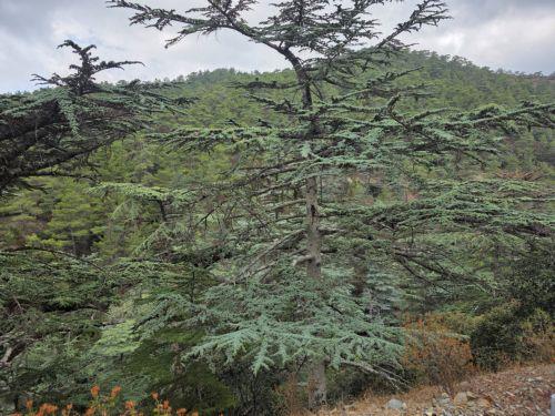 Thomas Kyriakou: Cedrus brevifolia, Kıbrıs mirasının değerli bir parçası
