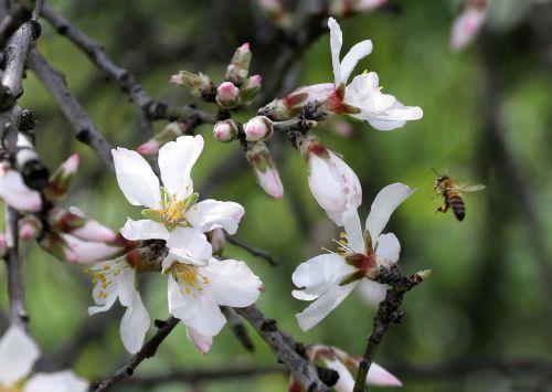 Απαγόρευση ψεκασμών μελισσοτοξικών προϊόντων κατά την ανθοφορία των οπωροφόρων