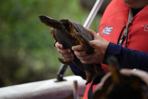 Καταδικάζει το Τμήμα Αλιείας το περιστατικό με την θαλάσσια χελώνα