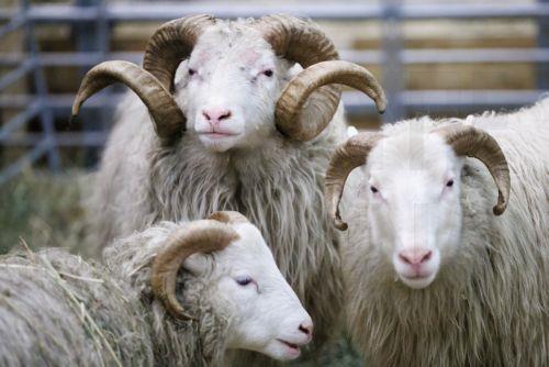 Εθνικό εμβολιασμό για την ευλογιά αιγοπροβάτων σε Ελλάδα και Βουλγαρία προτείνει η EFSA