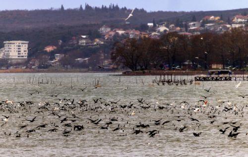 Η ηχορύπανση επηρεάζει τη συμπεριφορά των πτηνών σύμφωνα με νέα μελέτη