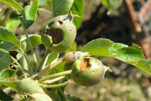 Εγκρίθηκαν από Υπουργικό οι ενισχύσεις σε γεωργούς για ζημιές από θεομηνία